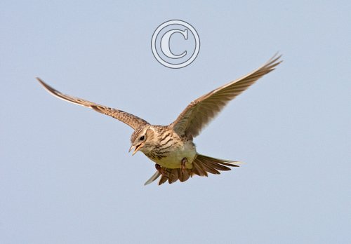 Skylark in Flight 1
